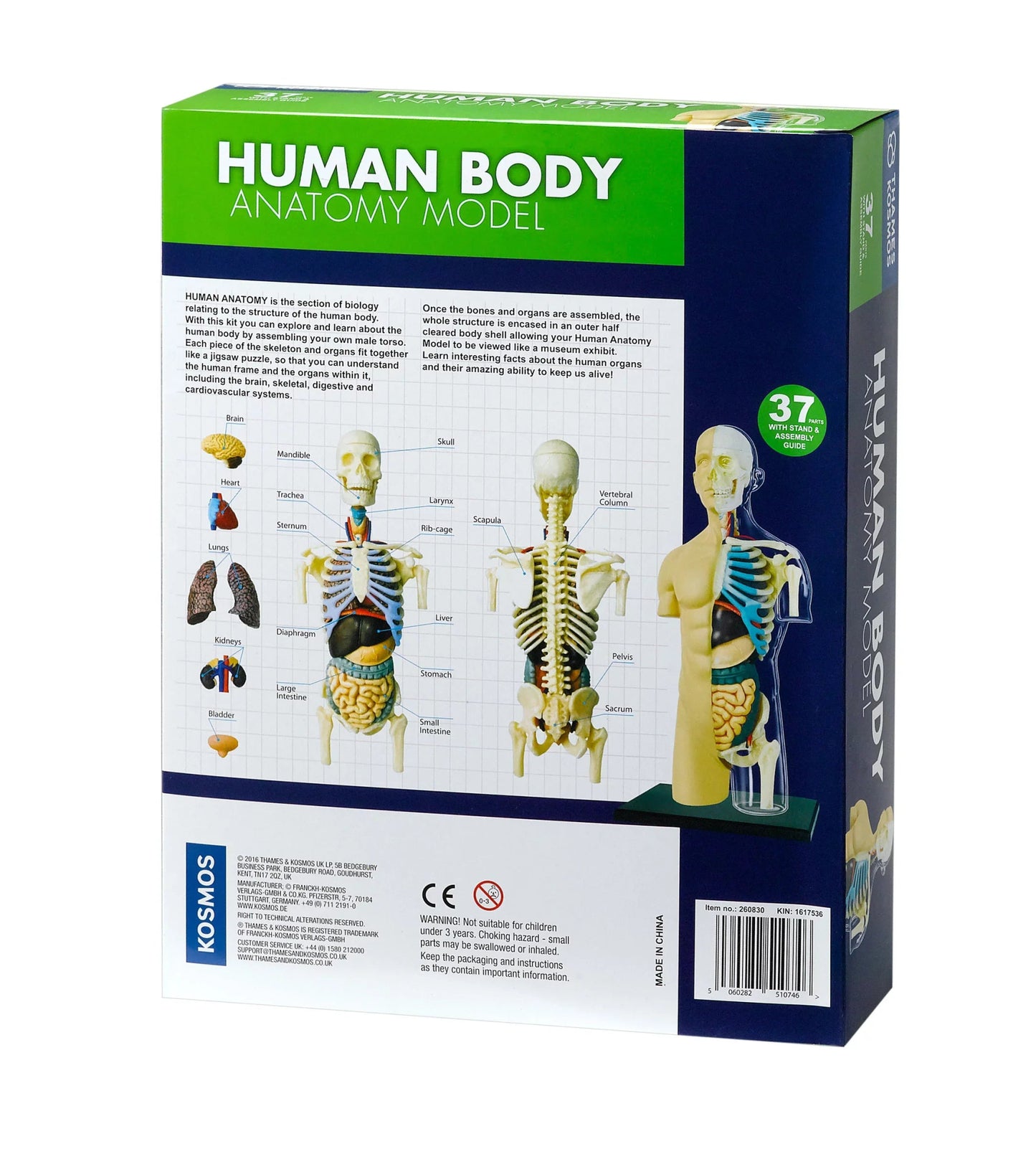 Human Anatomy