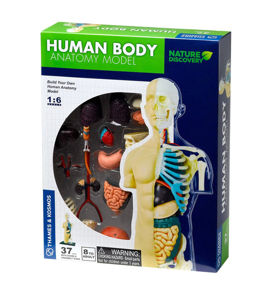 Human Anatomy